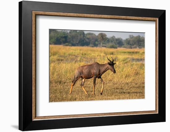 Tsessebe (Damaliscus lunatus), Okavango Delta, Botswana, Africa-Sergio Pitamitz-Framed Photographic Print