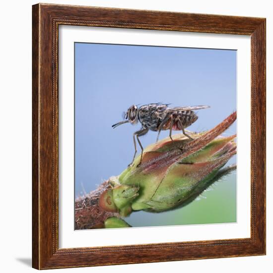 Tsetse Fly (Glossina Morsitans) Resting After Feeding, From Africa-Kim Taylor-Framed Photographic Print