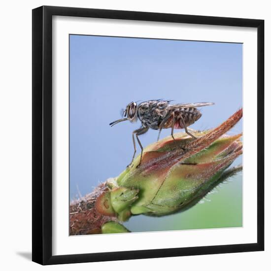 Tsetse Fly (Glossina Morsitans) Resting After Feeding, From Africa-Kim Taylor-Framed Photographic Print