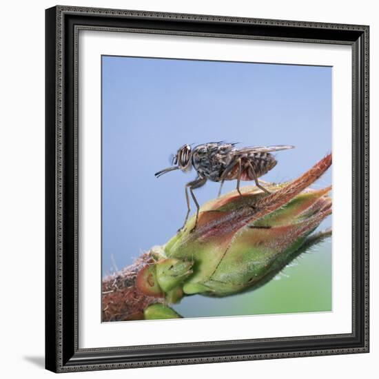 Tsetse Fly (Glossina Morsitans) Resting After Feeding, From Africa-Kim Taylor-Framed Photographic Print