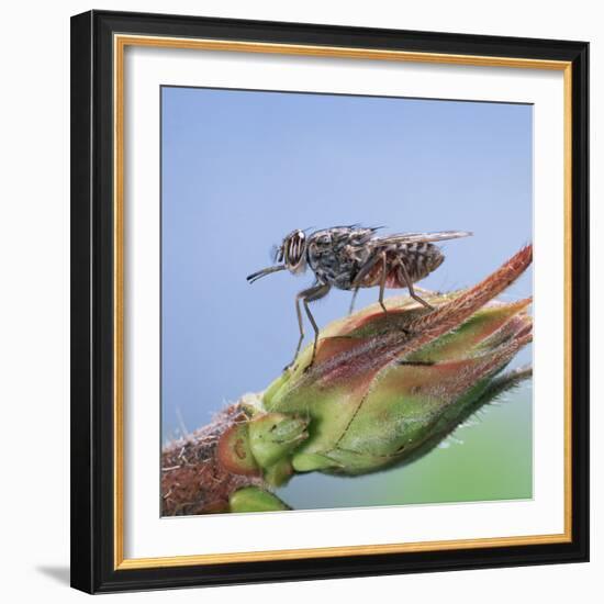 Tsetse Fly (Glossina Morsitans) Resting After Feeding, From Africa-Kim Taylor-Framed Photographic Print