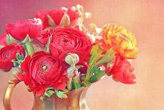 Red Ranunculus Flowers-Tsokur-Premier Image Canvas