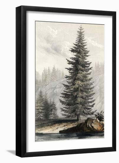 Tsuga Mortensiana-null-Framed Art Print