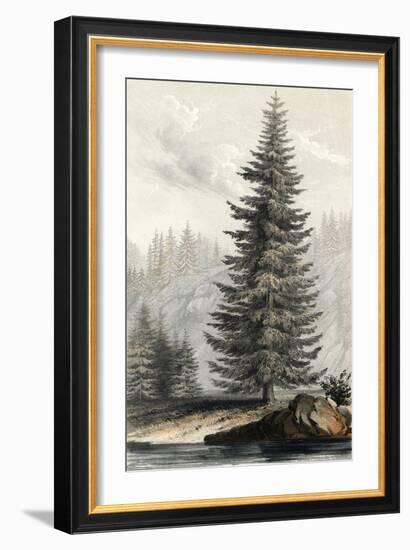 Tsuga Mortensiana-null-Framed Art Print