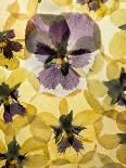 Pressed Pansy Background-ttbphoto-Art Print