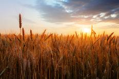 Wheat Field over Sunset-TTstudio-Photographic Print