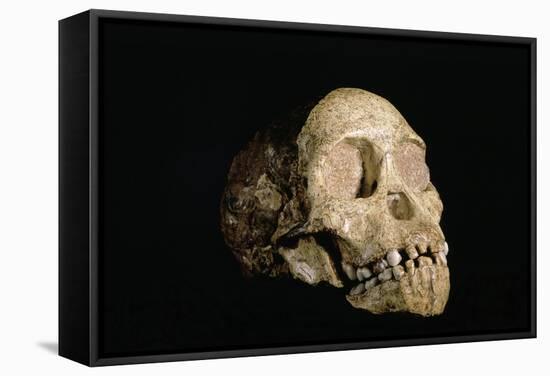 Tuang Child Skull-Javier Trueba-Framed Premier Image Canvas