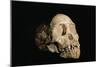 Tuang Child Skull-Javier Trueba-Mounted Photographic Print