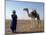 Tuareg Tribesman and Camel, Niger, Africa-Rawlings Walter-Mounted Photographic Print