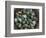 Tub of Guillemot Eggs-null-Framed Photographic Print