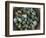 Tub of Guillemot Eggs-null-Framed Photographic Print