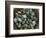 Tub of Guillemot Eggs-null-Framed Photographic Print