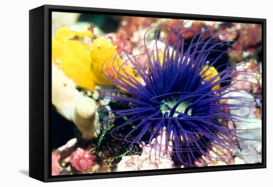 Tube Anemone-Georgette Douwma-Framed Premier Image Canvas