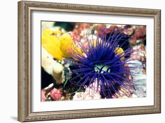 Tube Anemone-Georgette Douwma-Framed Photographic Print