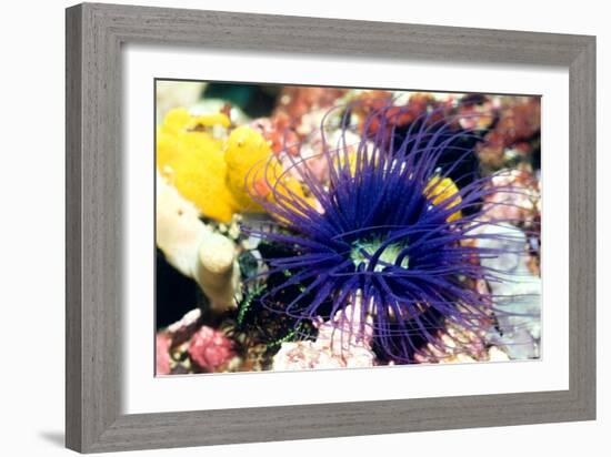 Tube Anemone-Georgette Douwma-Framed Photographic Print