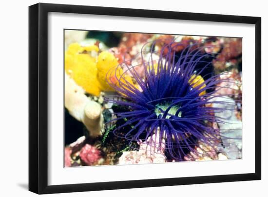 Tube Anemone-Georgette Douwma-Framed Photographic Print