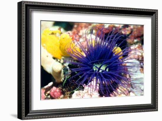 Tube Anemone-Georgette Douwma-Framed Photographic Print