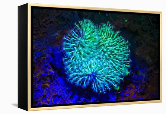 Tube Coral, Day Fluorescing, Palau, Rock Islands-World Heritage Site, Micronesia-Stuart Westmorland-Framed Premier Image Canvas