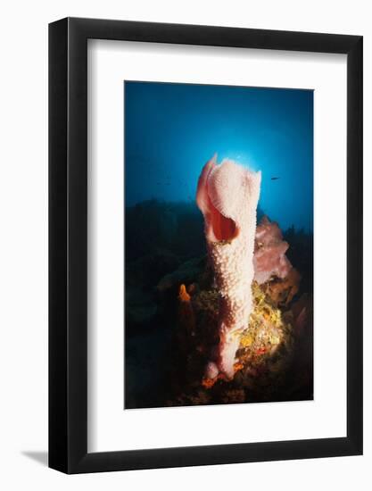 Tube Sponge on a Coral Reef-Reinhard Dirscherl-Framed Photographic Print