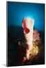 Tube Sponge on a Coral Reef-Reinhard Dirscherl-Mounted Photographic Print