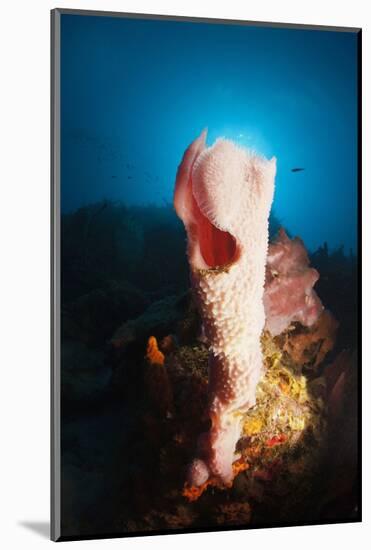 Tube Sponge on a Coral Reef-Reinhard Dirscherl-Mounted Photographic Print