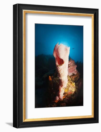 Tube Sponge on a Coral Reef-Reinhard Dirscherl-Framed Photographic Print