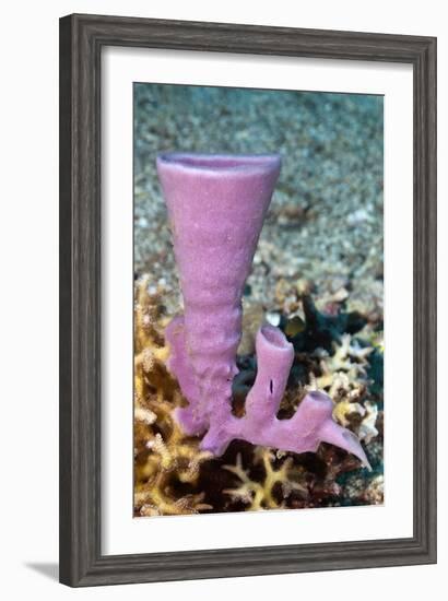 Tube Sponge-Matthew Oldfield-Framed Photographic Print