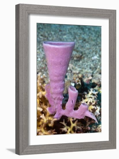 Tube Sponge-Matthew Oldfield-Framed Photographic Print