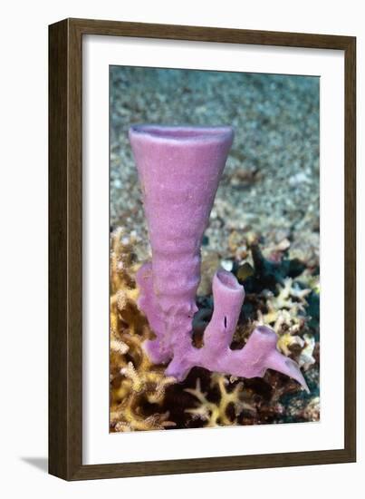 Tube Sponge-Matthew Oldfield-Framed Photographic Print