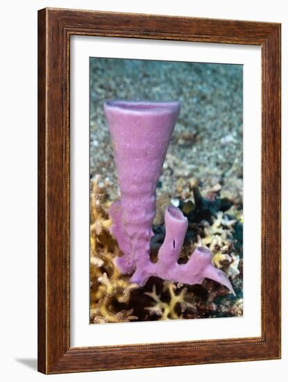 Tube Sponge-Matthew Oldfield-Framed Photographic Print