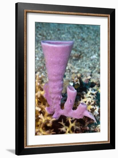 Tube Sponge-Matthew Oldfield-Framed Photographic Print