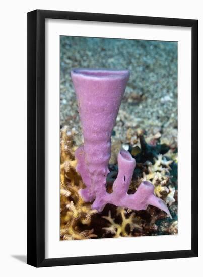 Tube Sponge-Matthew Oldfield-Framed Photographic Print