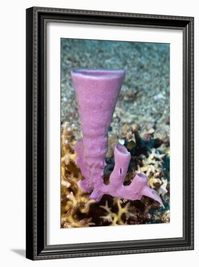 Tube Sponge-Matthew Oldfield-Framed Photographic Print