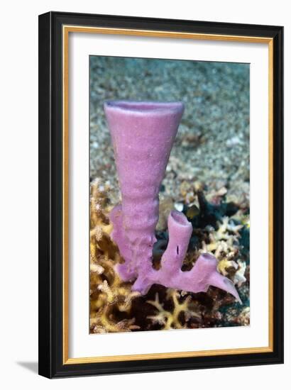 Tube Sponge-Matthew Oldfield-Framed Photographic Print