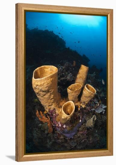 Tube Sponges-Matthew Oldfield-Framed Premier Image Canvas