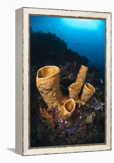 Tube Sponges-Matthew Oldfield-Framed Premier Image Canvas