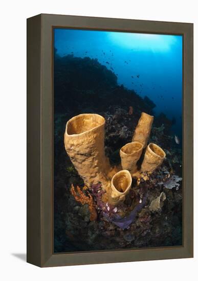 Tube Sponges-Matthew Oldfield-Framed Premier Image Canvas