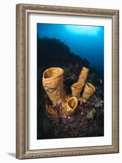 Tube Sponges-Matthew Oldfield-Framed Photographic Print