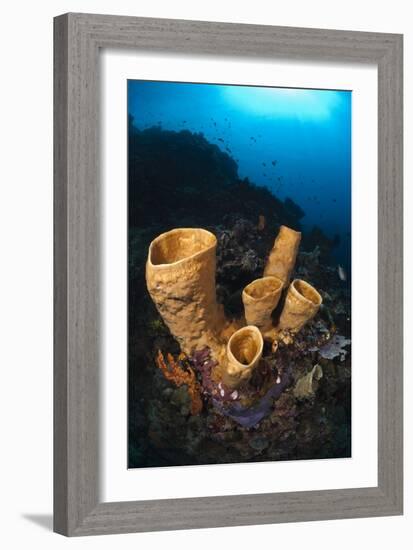 Tube Sponges-Matthew Oldfield-Framed Photographic Print