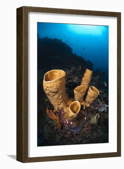 Tube Sponges-Matthew Oldfield-Framed Photographic Print