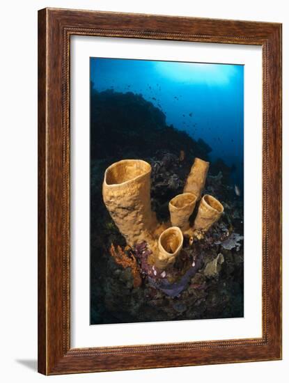 Tube Sponges-Matthew Oldfield-Framed Photographic Print