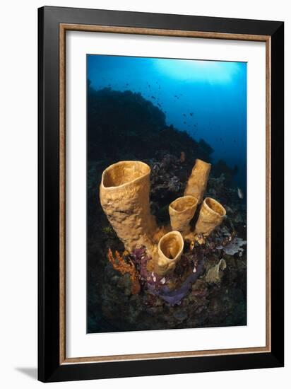 Tube Sponges-Matthew Oldfield-Framed Photographic Print