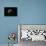 Tuber Melanosporum (Black Truffle, Perigord Truffle,French Black Truffle, Perigord Black Truffle)-Paul Starosta-Framed Premier Image Canvas displayed on a wall