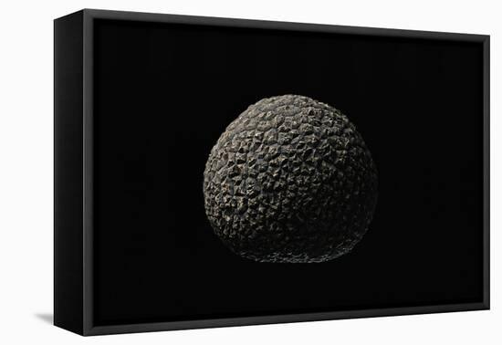 Tuber Melanosporum (Black Truffle, Perigord Truffle,French Black Truffle, Perigord Black Truffle)-Paul Starosta-Framed Premier Image Canvas