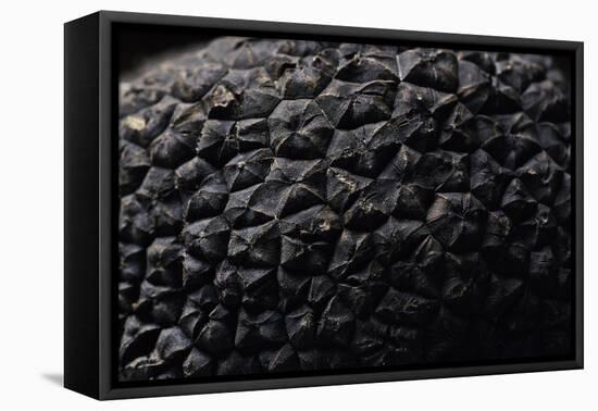 Tuber Melanosporum (Black Truffle, Perigord Truffle,French Black Truffle, Perigord Black Truffle)-Paul Starosta-Framed Premier Image Canvas
