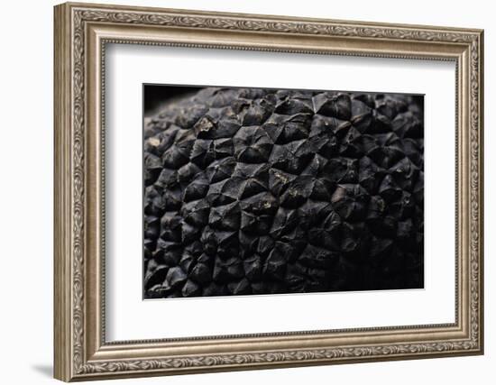 Tuber Melanosporum (Black Truffle, Perigord Truffle,French Black Truffle, Perigord Black Truffle)-Paul Starosta-Framed Photographic Print