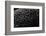 Tuber Melanosporum (Black Truffle, Perigord Truffle,French Black Truffle, Perigord Black Truffle)-Paul Starosta-Framed Photographic Print