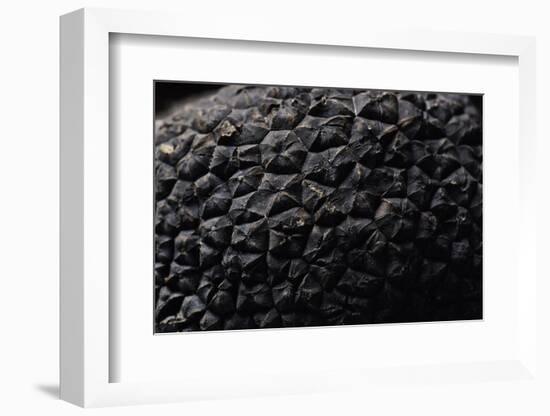 Tuber Melanosporum (Black Truffle, Perigord Truffle,French Black Truffle, Perigord Black Truffle)-Paul Starosta-Framed Photographic Print