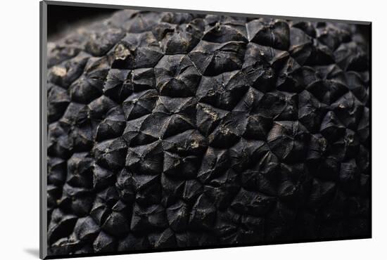 Tuber Melanosporum (Black Truffle, Perigord Truffle,French Black Truffle, Perigord Black Truffle)-Paul Starosta-Mounted Photographic Print