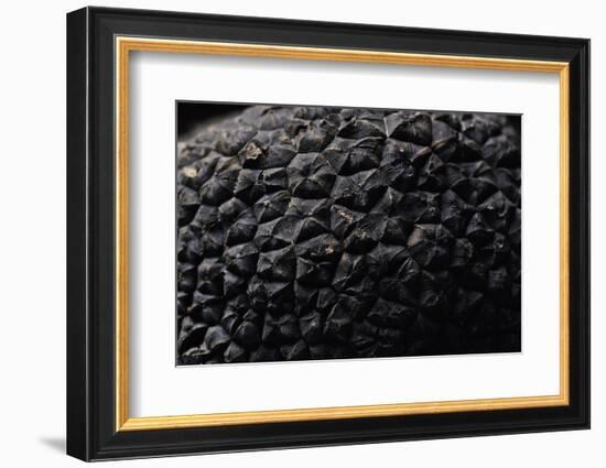 Tuber Melanosporum (Black Truffle, Perigord Truffle,French Black Truffle, Perigord Black Truffle)-Paul Starosta-Framed Photographic Print